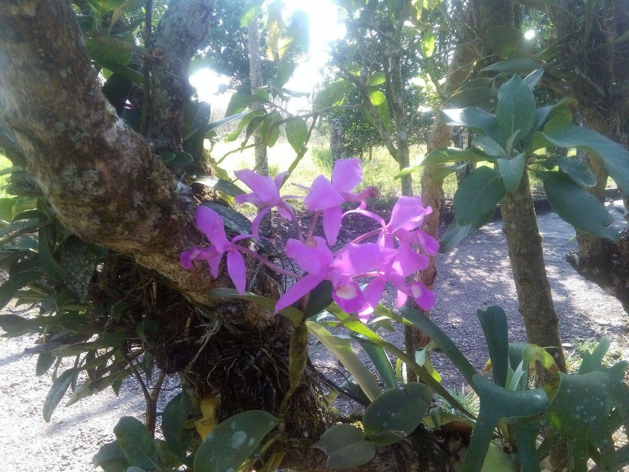 Paraiso Volcano Lodge Guayabo  외부 사진
